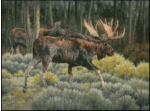 (image for) Moose Business